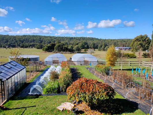 Two Polytunnel Premium Kits on a big block of land