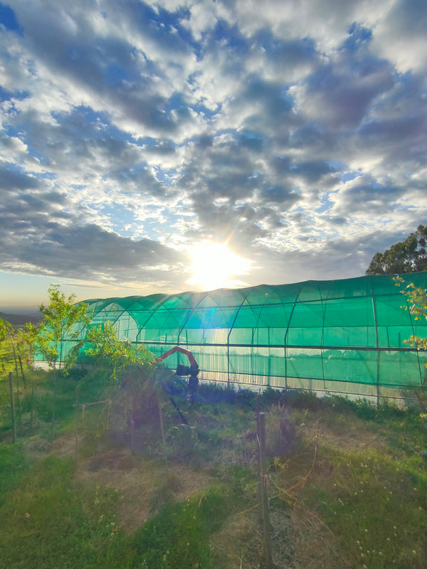 Green greenhouse structure with a cloudy sky and sunlit background