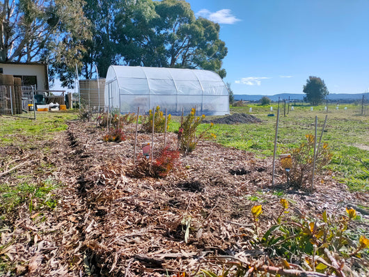 Polytunnel Pro Kit with plants in front