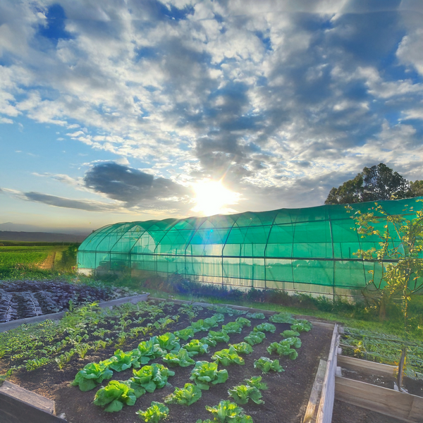 Greenhouse with shade sloth and a vegetable garden under a blue sky with clouds